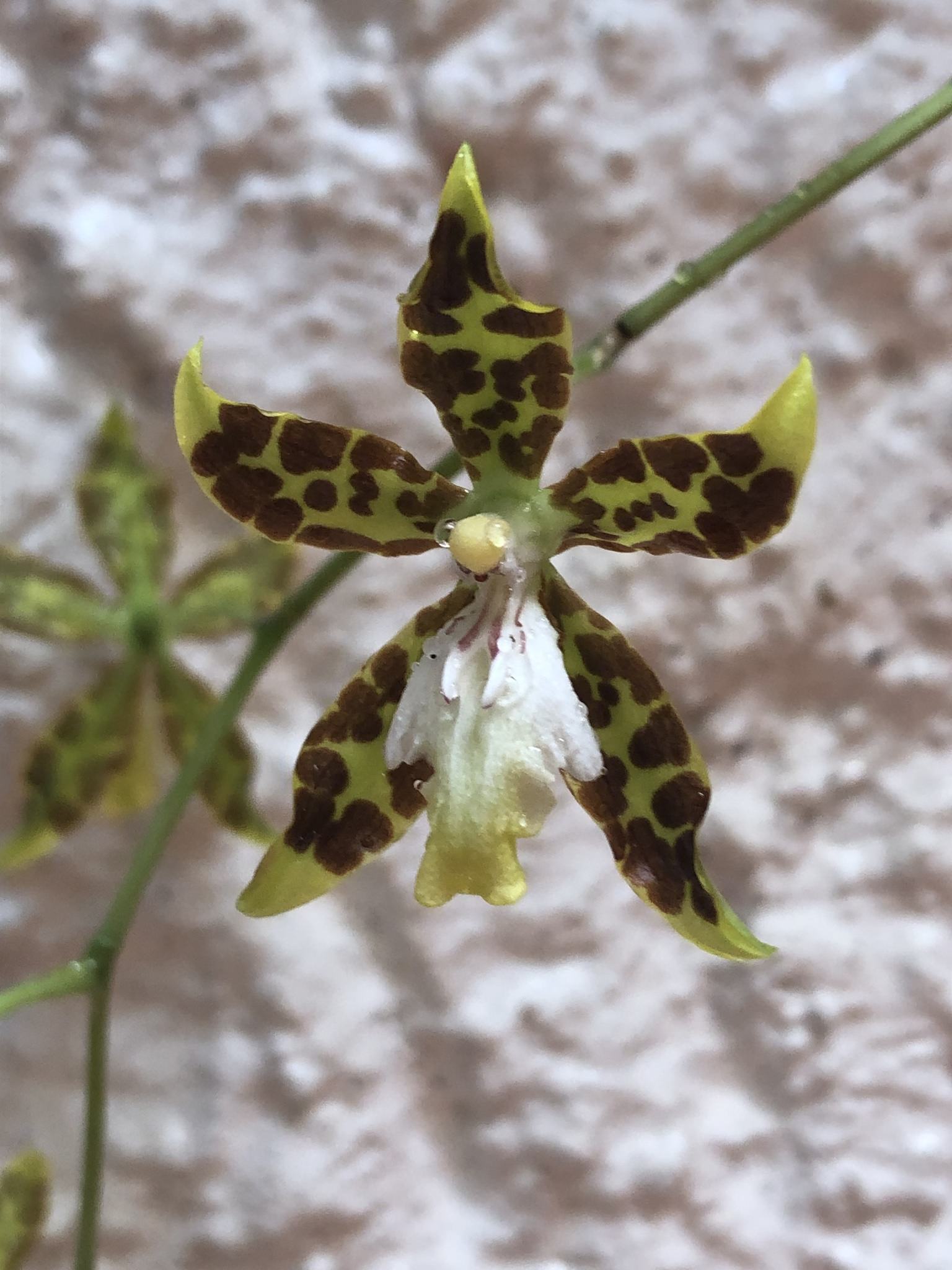 Oncidium maculatum